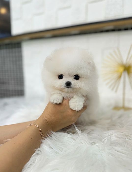 Pomeranian boo mini  poza reala