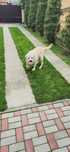 Donez  Labrador talie mare