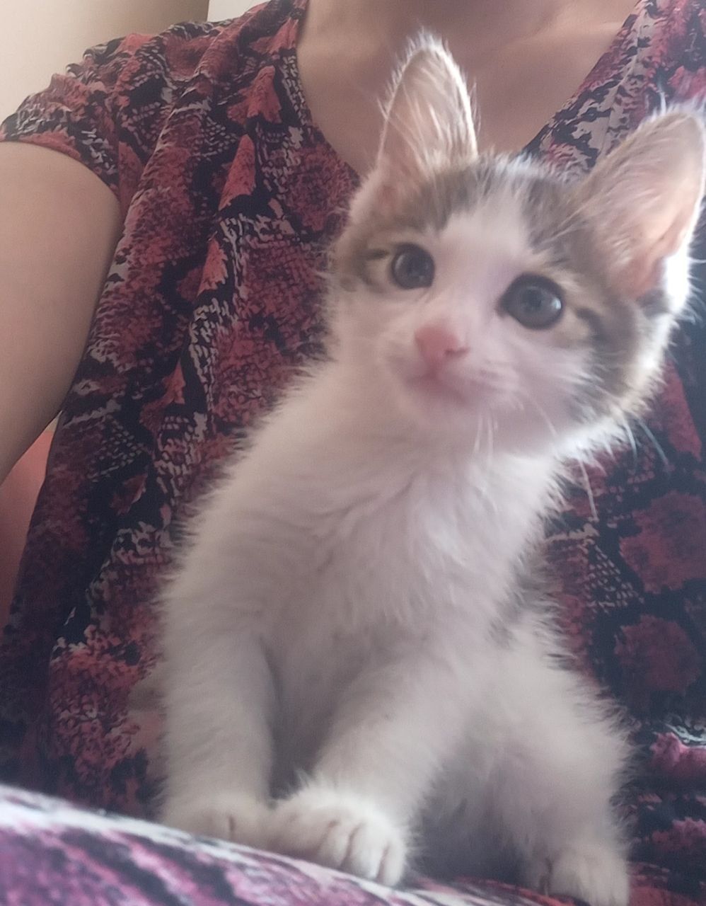 Uy mushukcha Si Mehribon qollarga hadyaga beriladi