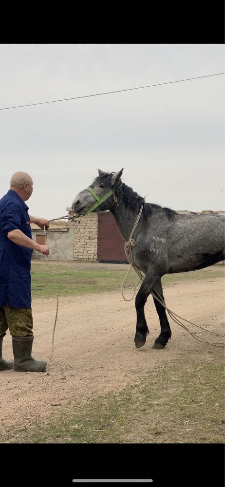 Ветеринар, ветврач, мал дәрігері