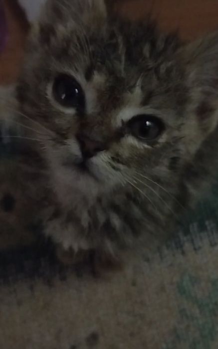 серенький котенок