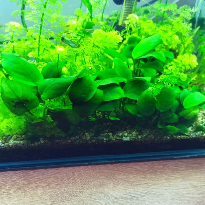 Аквариуми растения анубиас
Цена 5лв.