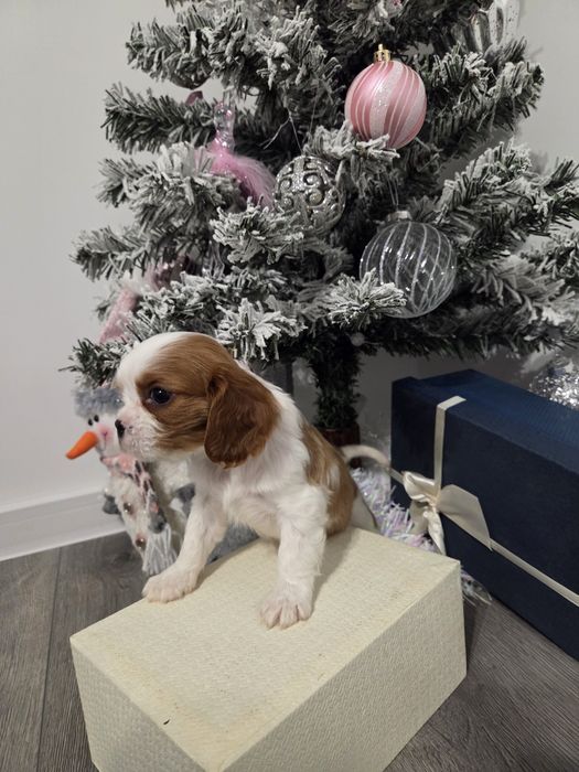 Кавалер кинг чарлз шпаньол