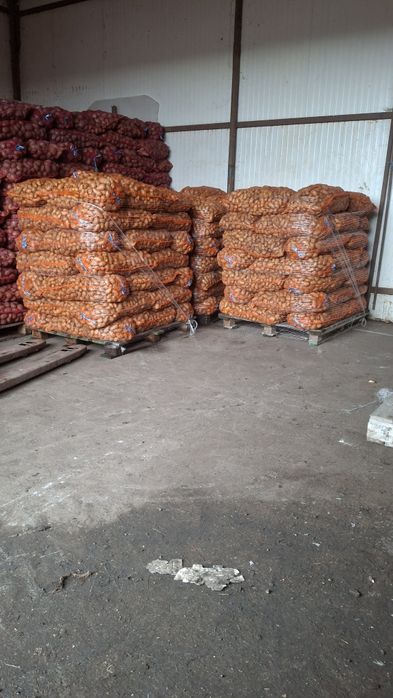 Cartofii de sămânță elită