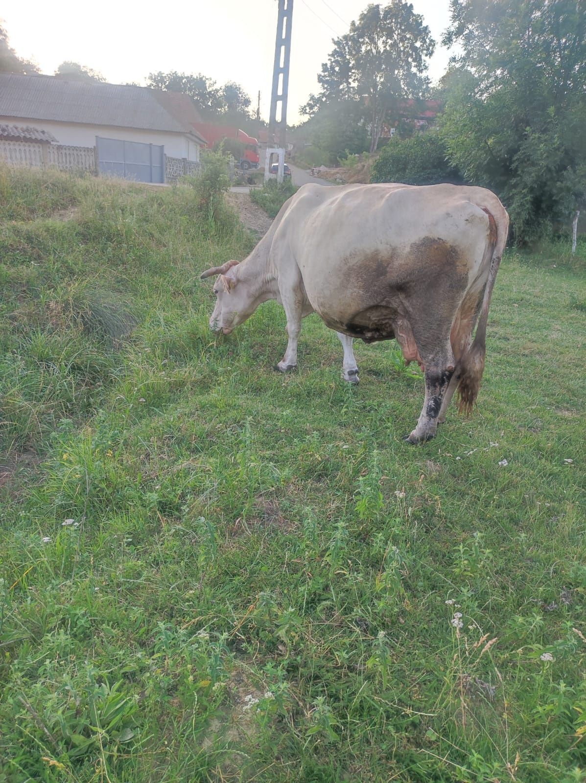 Vaca bună de lapte