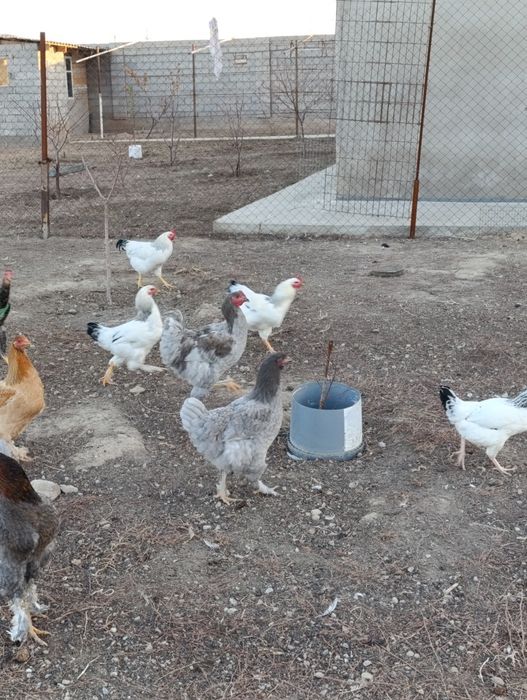 Продается куры 3000тг
