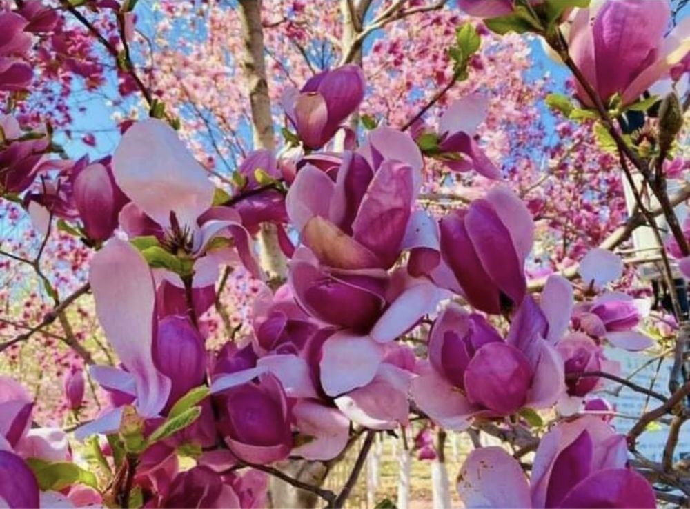 Magnolia : Simpla , Grandiflora . Pret minim garantat .