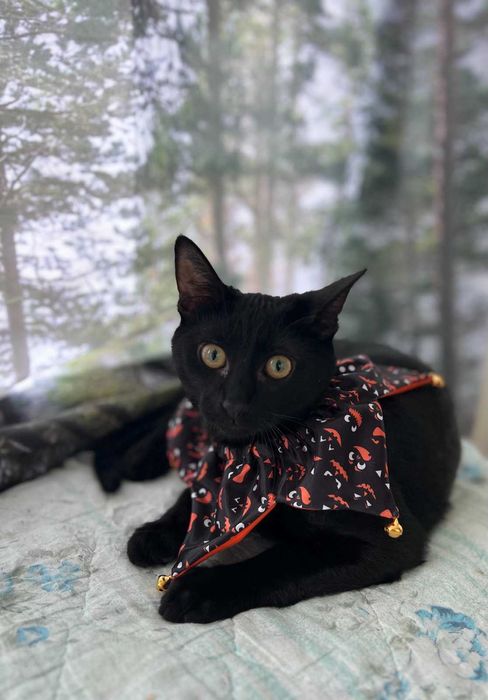 Енрике Иглесиас - Рики търси своя дом