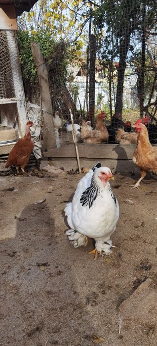 Familie de găini 7+1