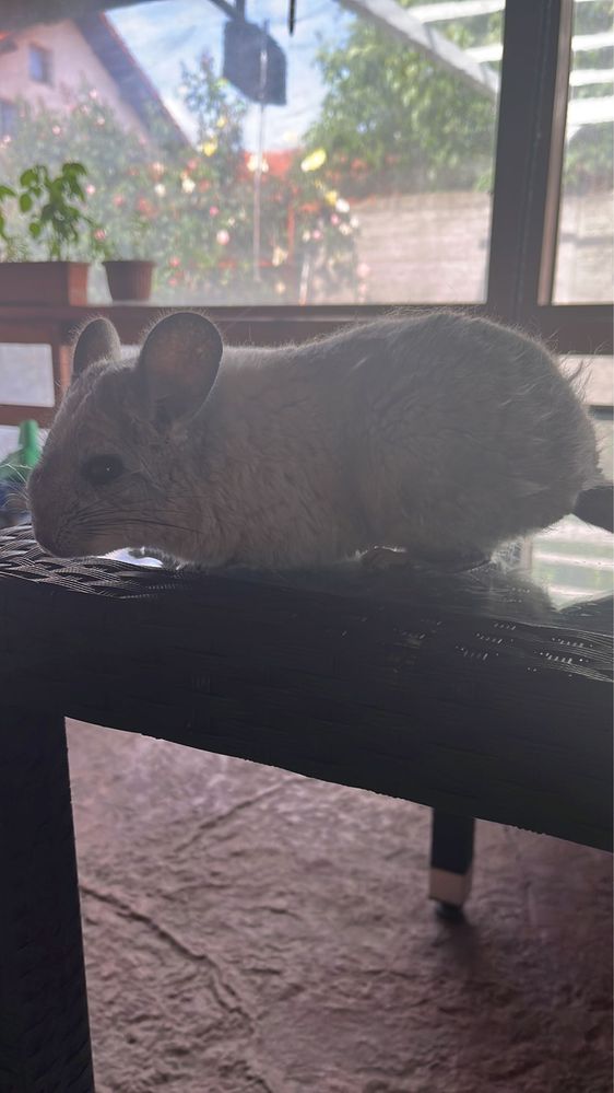 Chinchilla Chinchilla