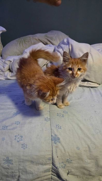 Подарявам две котета