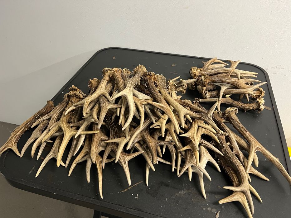 единични рога от сръндак