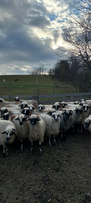 Oi de vanzare la poiana buchin