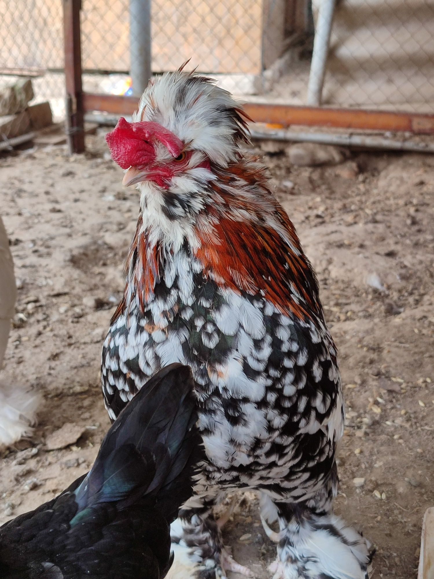 Японские Алтайский декаративный курицы продаю яйца посмотрите фото!