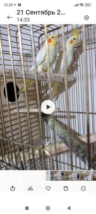 Птица попугай карелла жёлтый белый. Ручной. 5метр жойда Бир пара