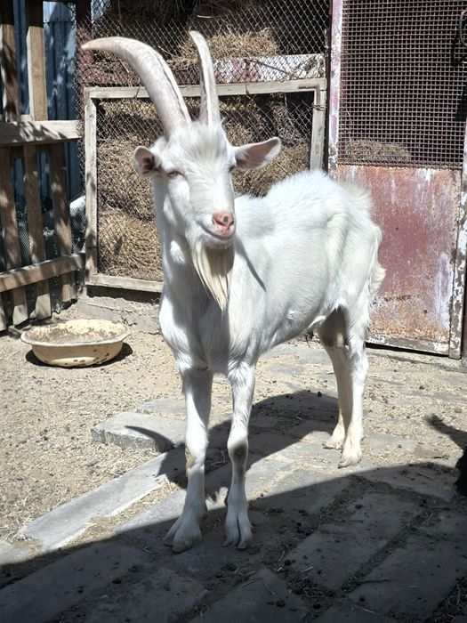 Занен Теке сатылады