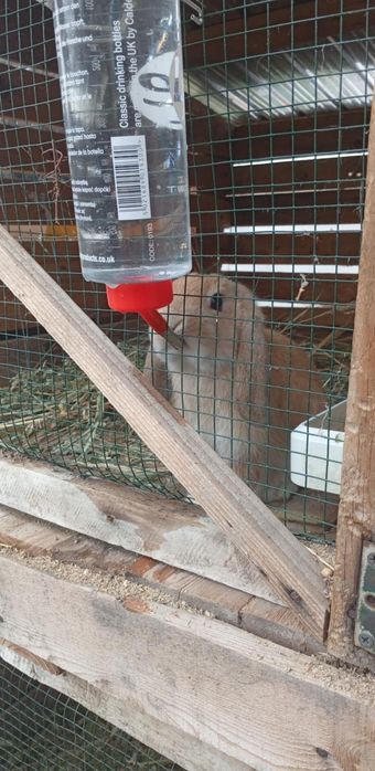 Dau iepuri berbec pitic pe 2 canari cu cusca cu tot