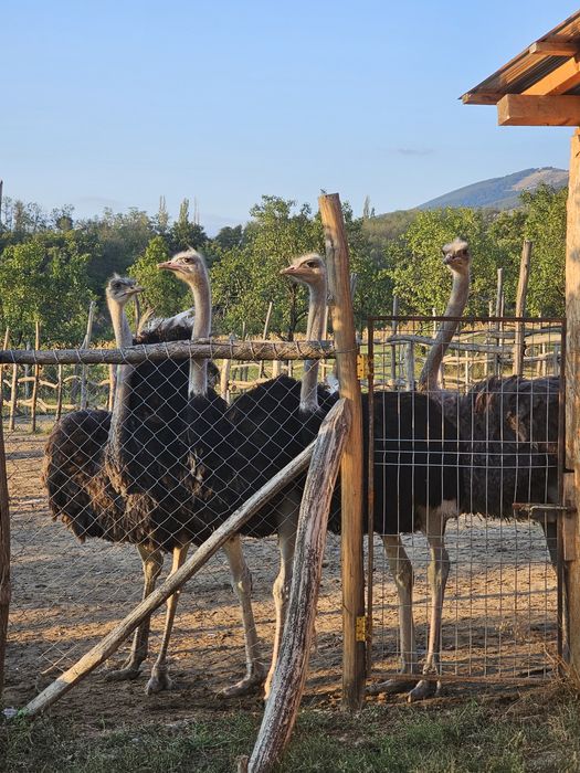 Vând struți de 1 an