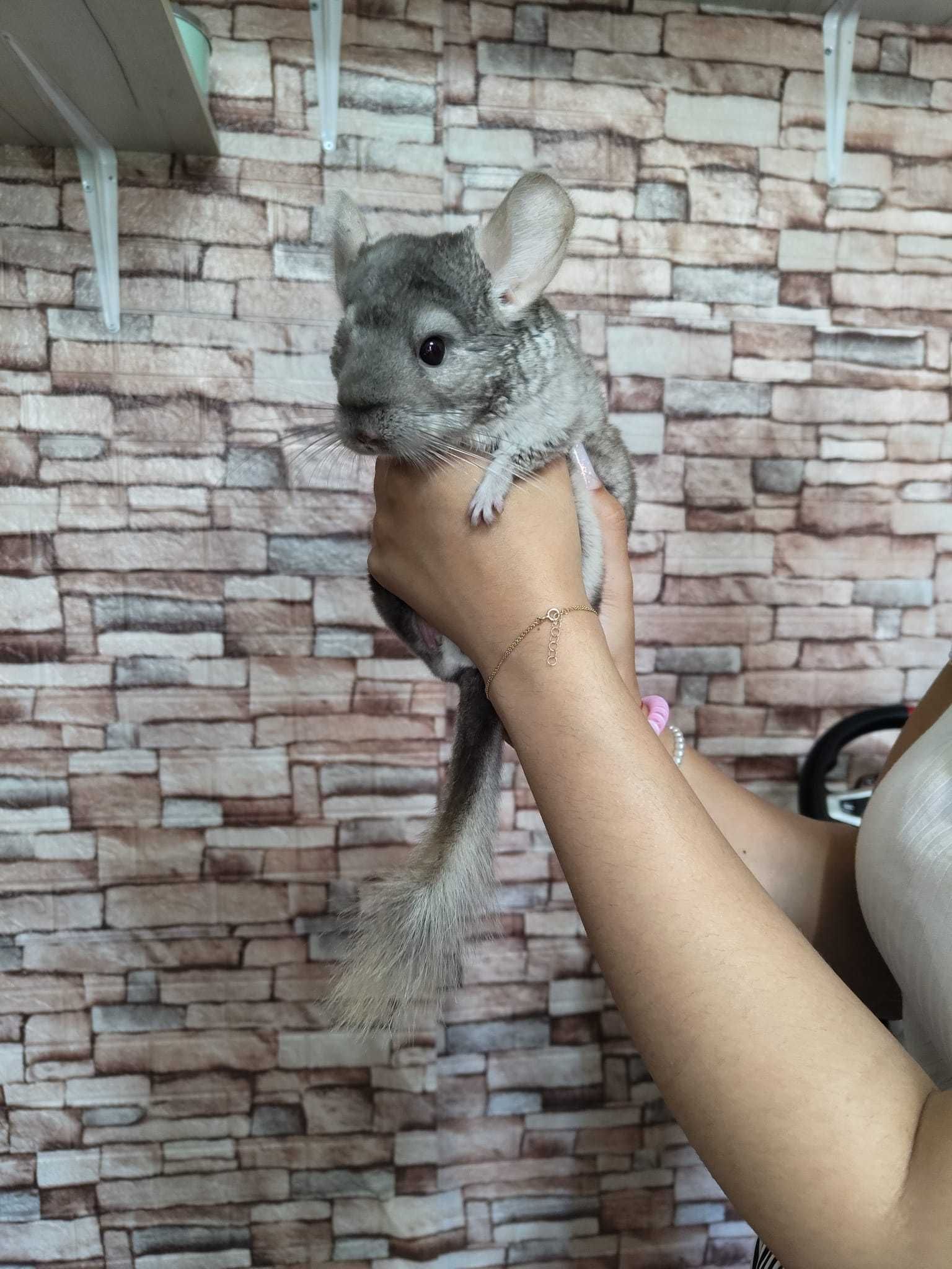 Chinchilla 6 luni