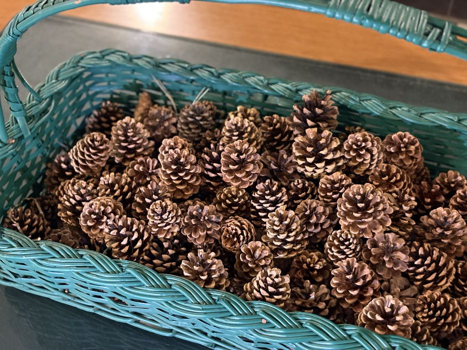Шишки сосны натуральные для декора
