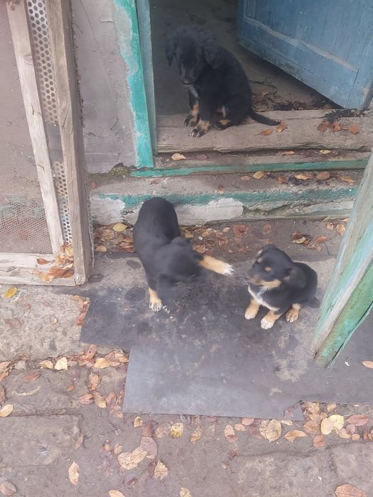 Отдам в хорошие руки  верных друзей