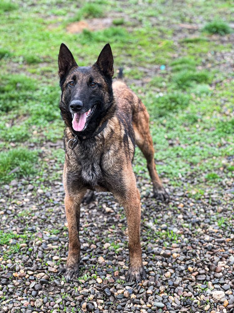 Ciobanesc belgian malinois