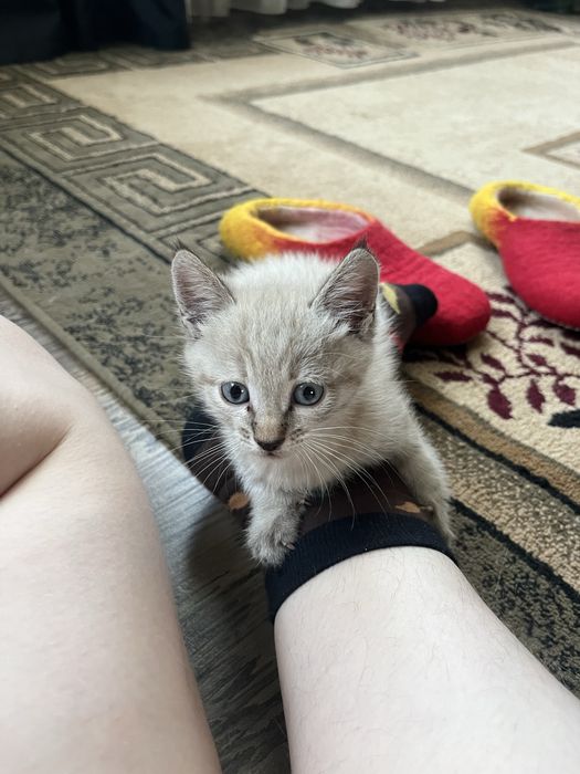 Котенок сиамский