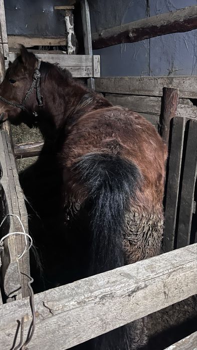 Еркек ірі тай