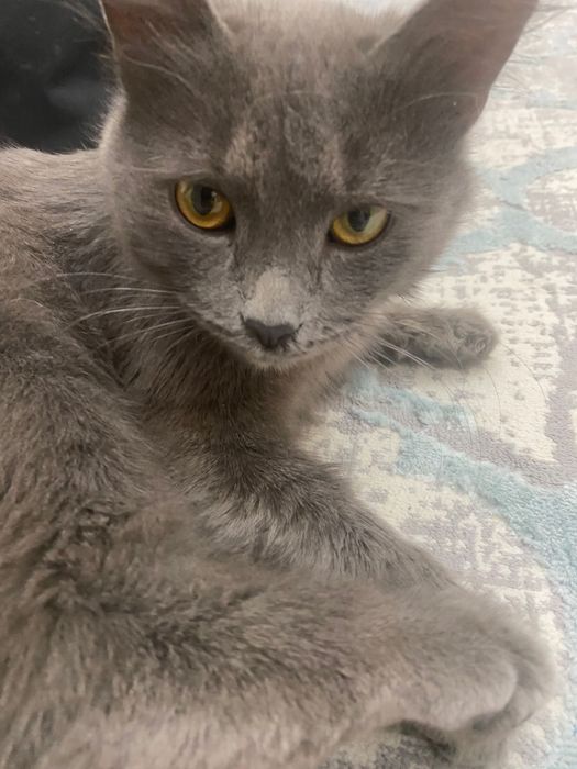 Британская кошка