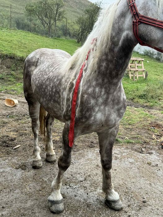 De vânzare o mânză de 3 ani bună de ham  mai multe detalii la telefon