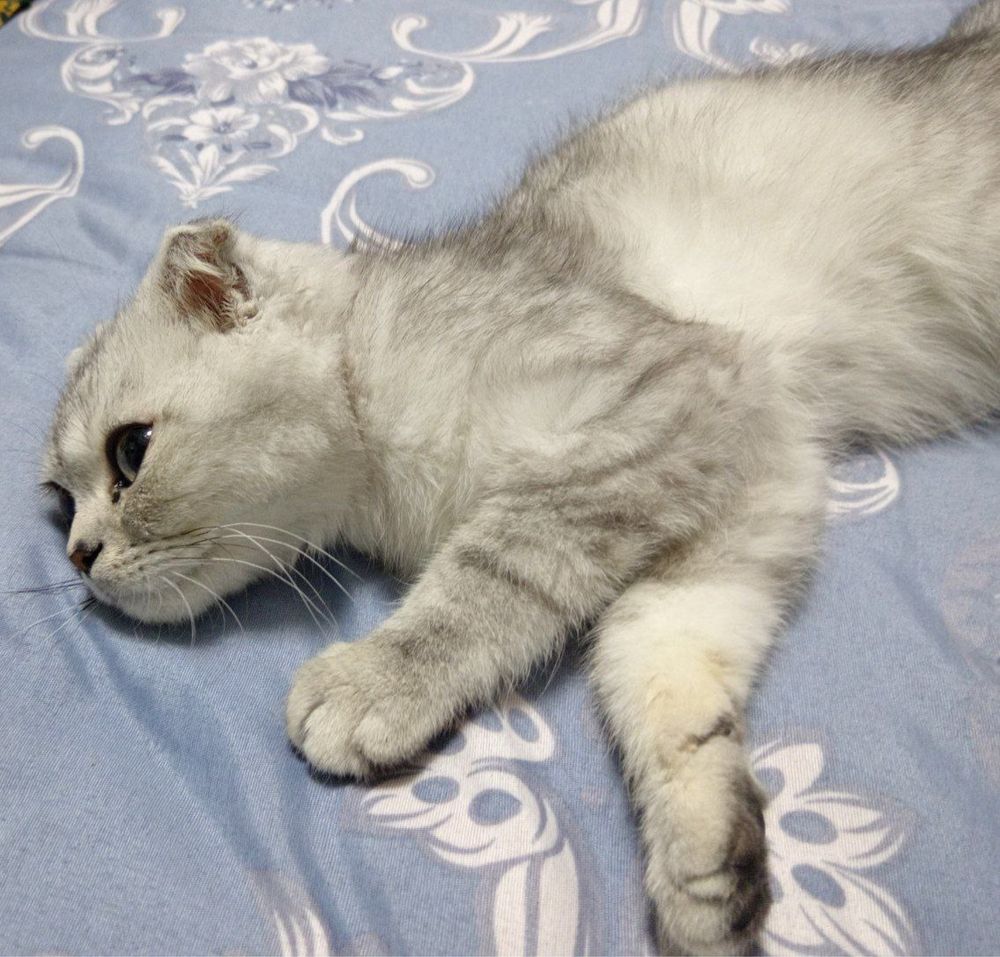 Mushukcha sotiladi. Scottish Fold