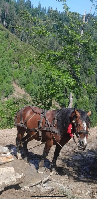 Armăsar de vânzare!!