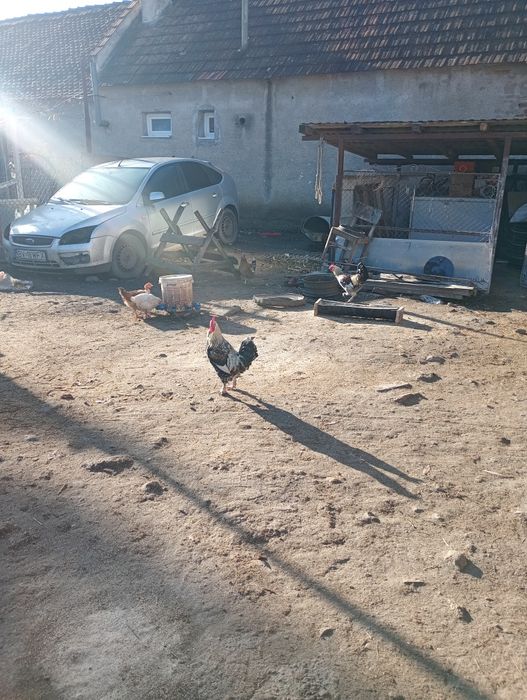 Vând cocosii tineri de anul acesta