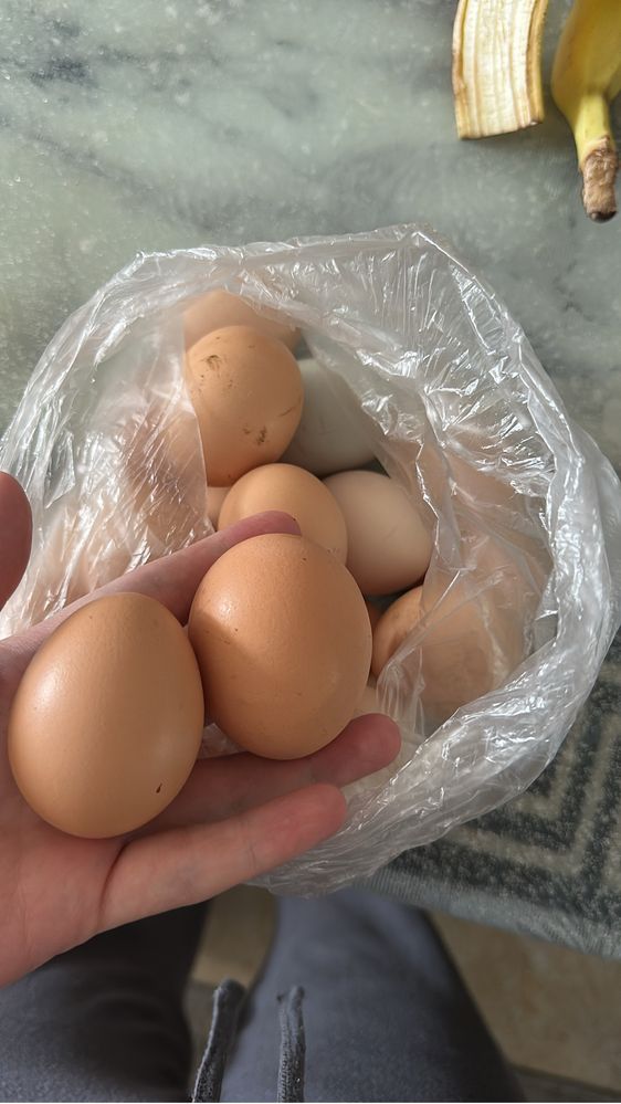 Продам домашнее яйцо
