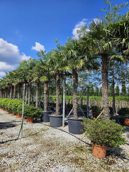 Tuia smarald , occidentalis columnaris , brabant, leilandy, mesteacan.