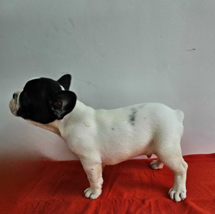 Mascul  Bulldog francez