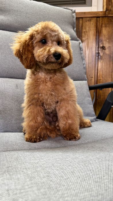 Pudel  toy de vanzare