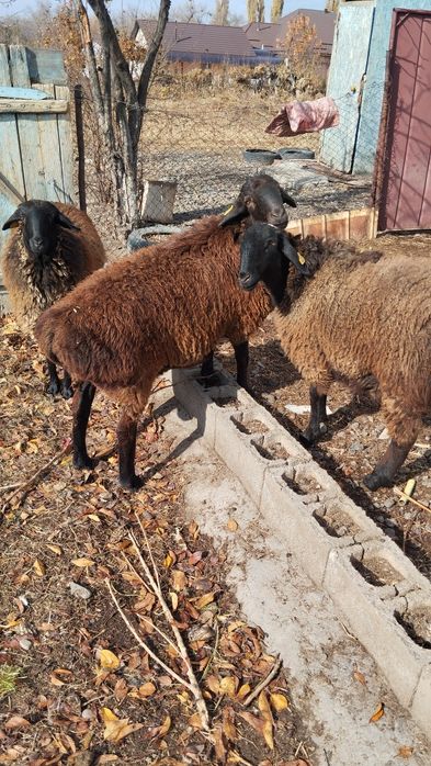 Продам баран! Срочно всех сразу.