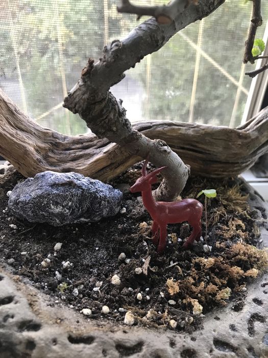 Продам бонсай из карагача!!