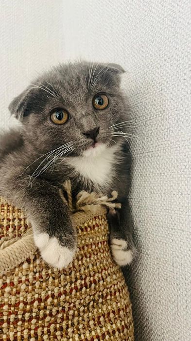 Срочно отдам котят в заботливые руки