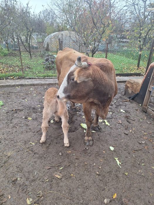 Vand vaca cu vițel de 2 săptămâni