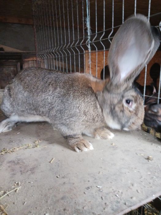 Vind mascul uriaș german