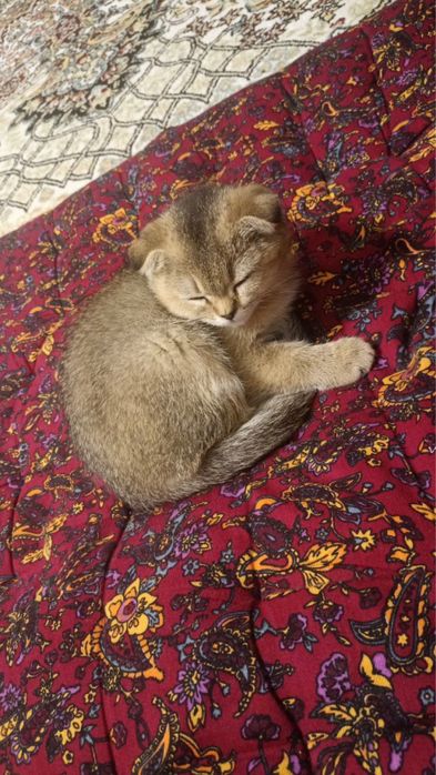 Scottish fold sotiladi