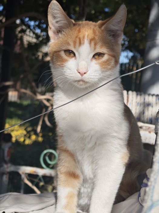 Donez pui de pisică, mascul