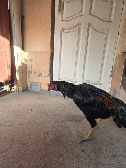 Dakan Mart Toza Chempion bolasi