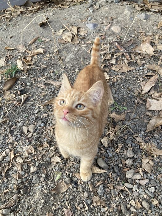 Отдам рыжего котенка