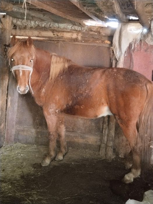 Продам тайчика с откорма