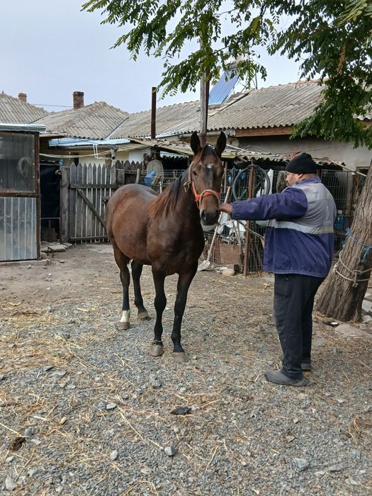 Vând noatina de 1 an si 4 luni