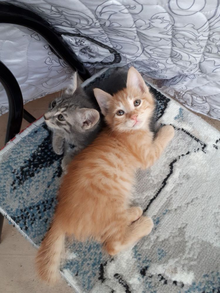 Котята ждут своего человека!
