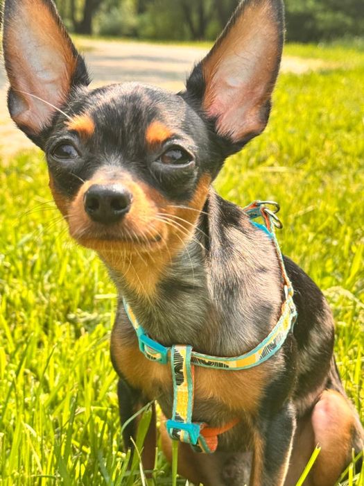 Потерялась собака той терьер